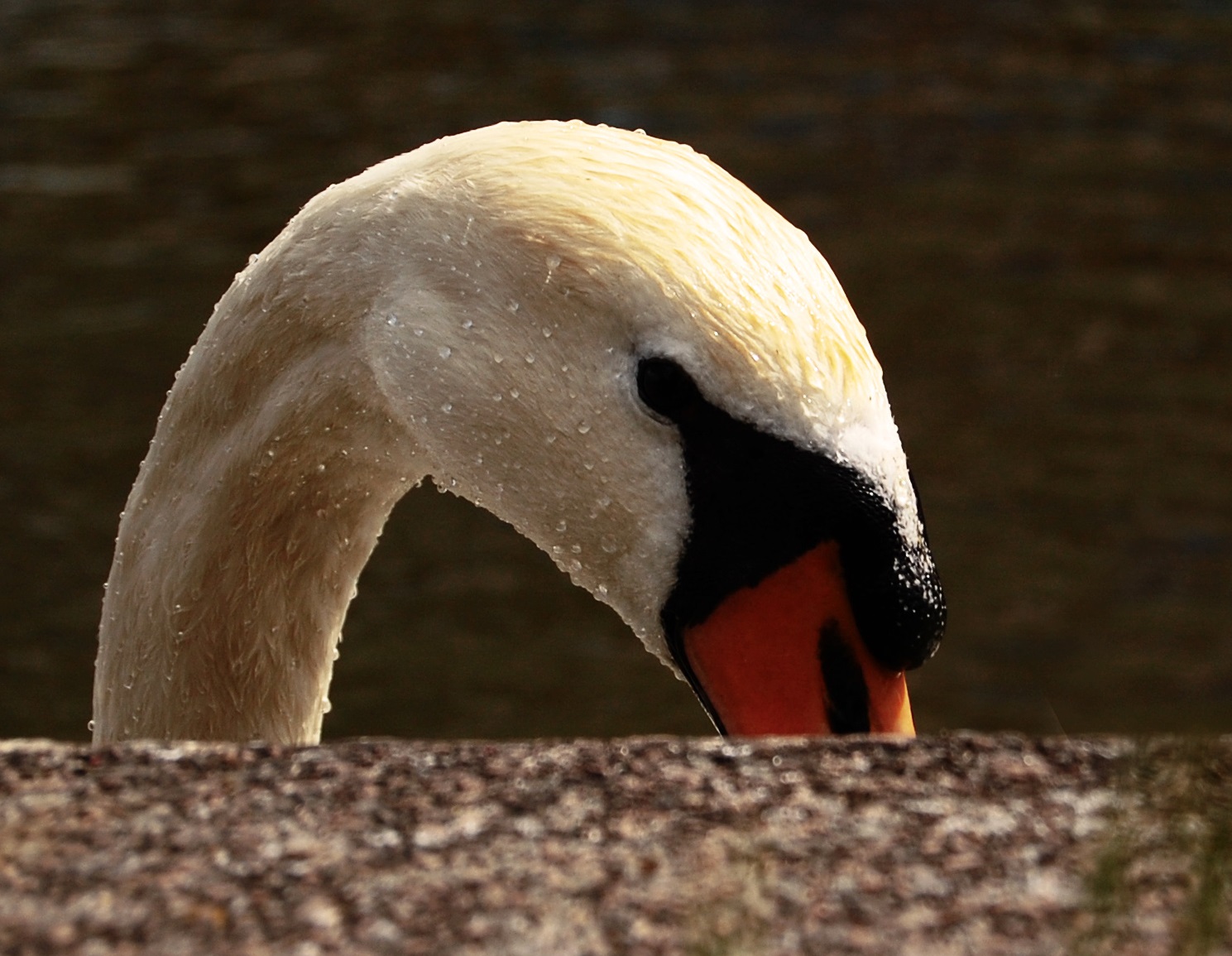 Swan Side on